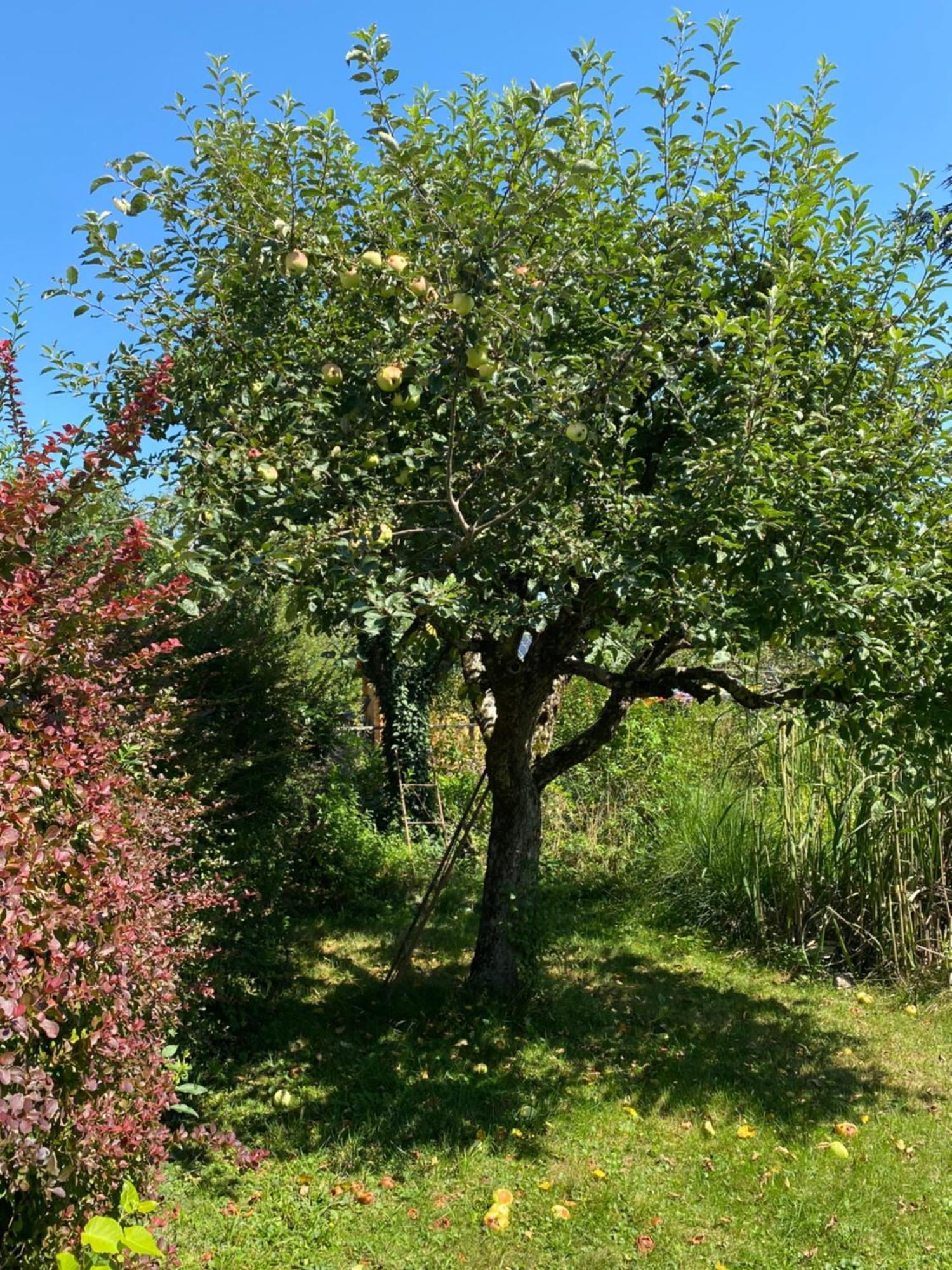 Big Apartment With Garden Klagenfurt am Woerthersee Luaran gambar